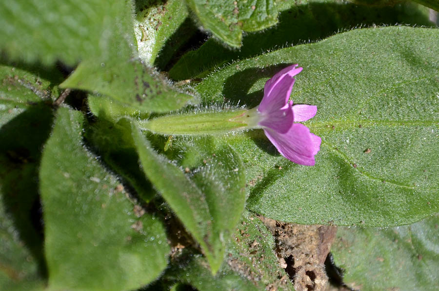 Fioritura ottobre, Silene dioica